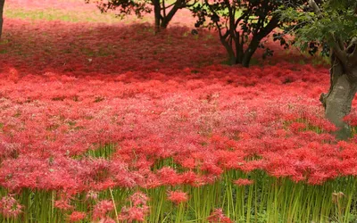 Cadeautip! Een brandblusser vermomd als bloemenvaas