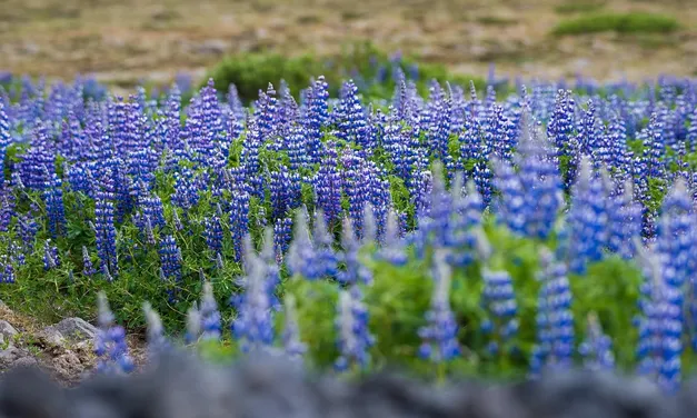 Topadressen in het noorden van Scandinavië