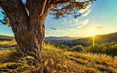 Vivencia Travel in Art of Living