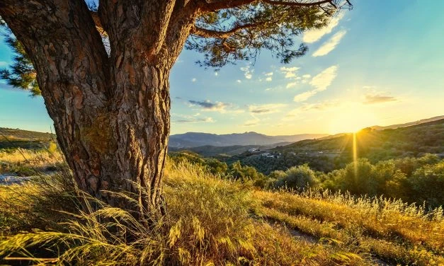 Vivencia Travel in Art of Living